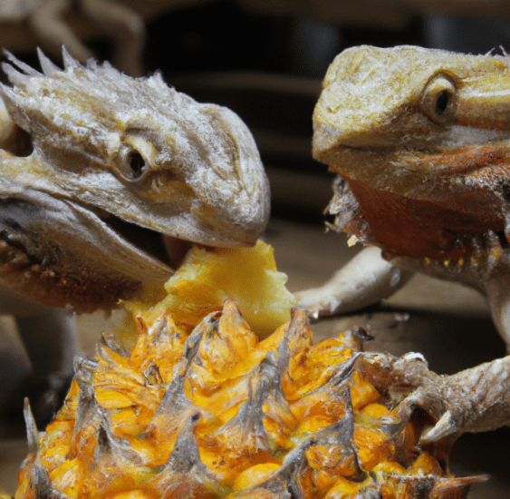 can-bearded-dragons-eat-pineapple-7995529