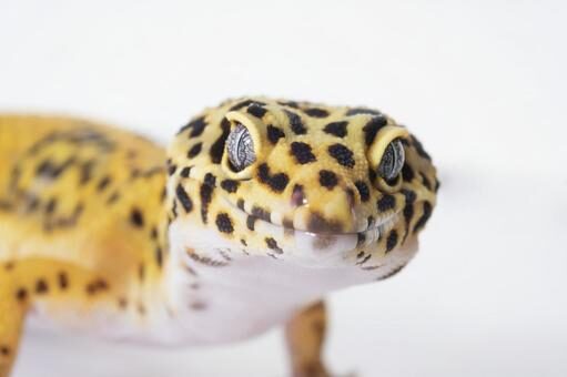 can-leopard-geckos-eat-fruit-2301252