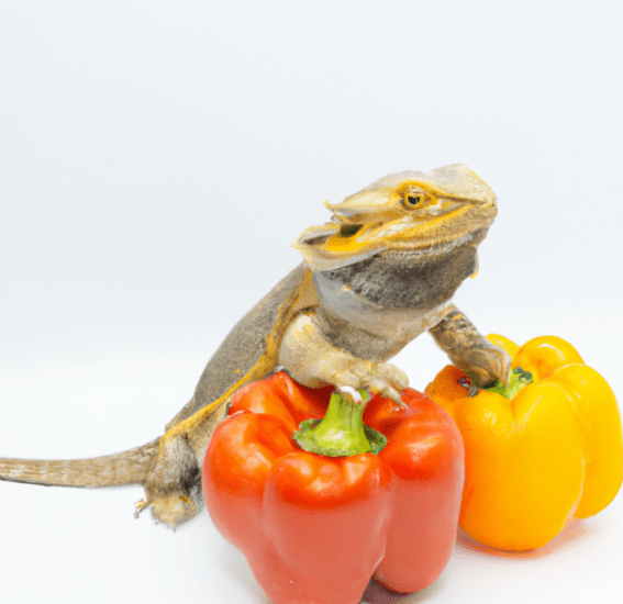 can-bearded-dragons-eat-bell-peppers-1-8240601