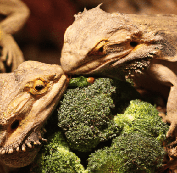 can-bearded-dragons-eat-broccoli-8599054