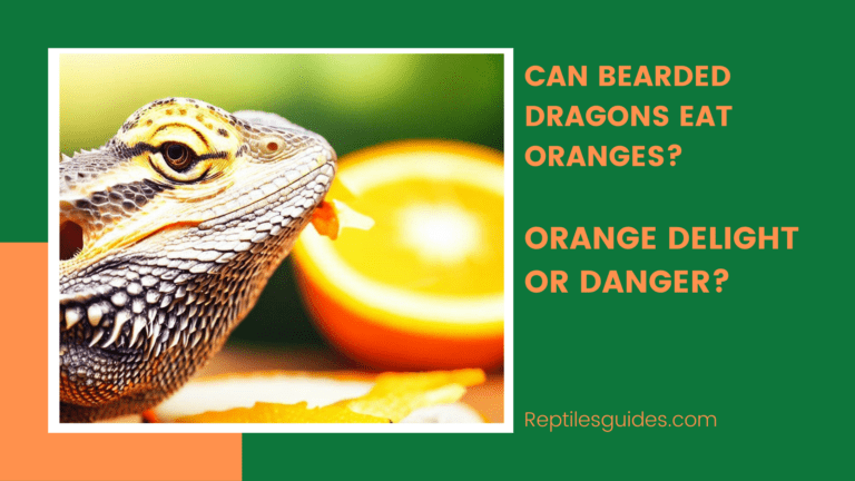 can-bearded-dragons-eat-oranges-768x432-8863809