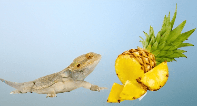 can-bearded-dragons-eat-pineapple-removebg-preview-removebg-preview-768x413-7497117