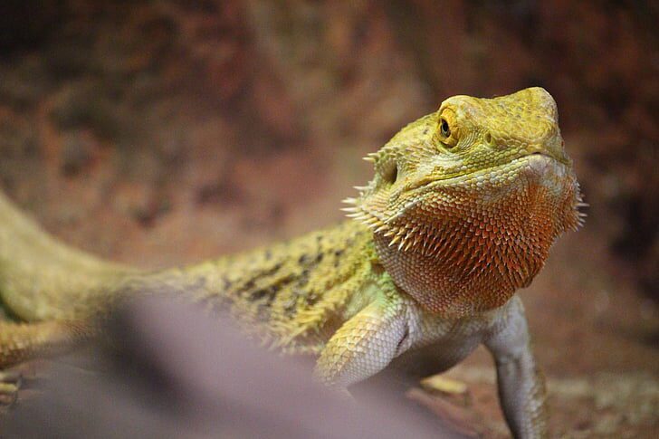 bearded-dragons-shed-1597748