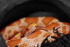 do-corn-snakes-bite-3433699