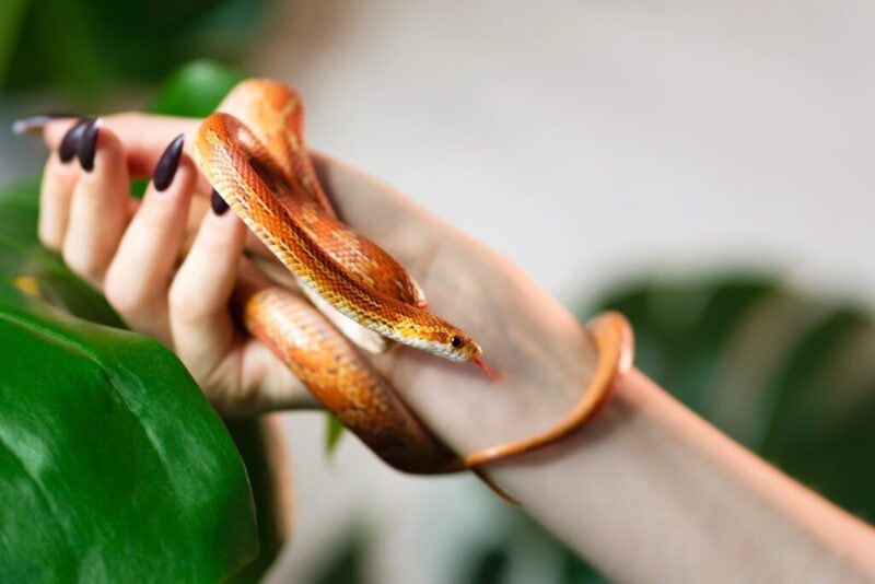 how-long-do-corn-snakes-live-1024x683-8966078