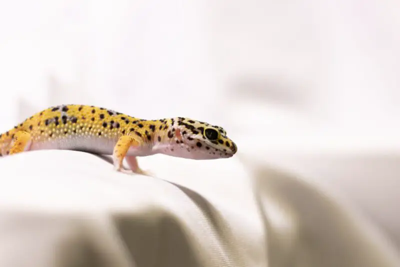 signs-and-symptoms-of-leopard-gecko-mouth-rot-1024x683-2798381