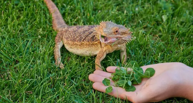 Can Bearded Dragons Eat Spinach?