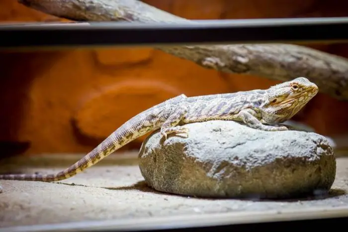 Best 75-Gallon Bearded Dragon Tank: Top 3 Picks Reviews And Buying Guide