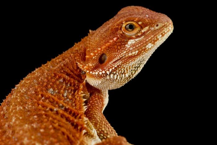 Black And Red Bearded Dragons: Habitat, Feeding Habits & Care Guide