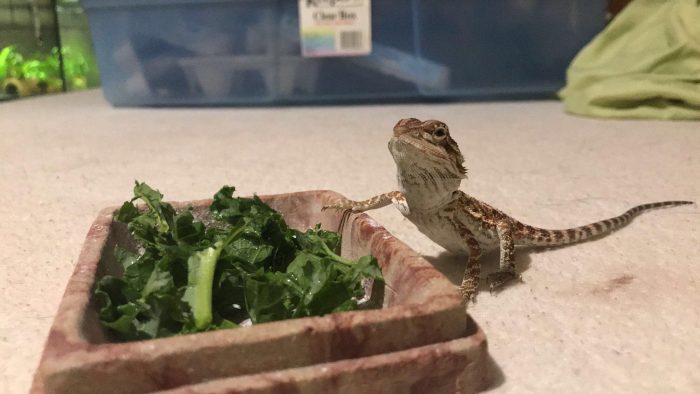 Can Bearded Dragons Eat Kale?