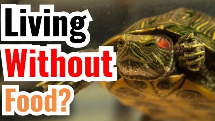 How Long Can Turtles Go Without Eating?