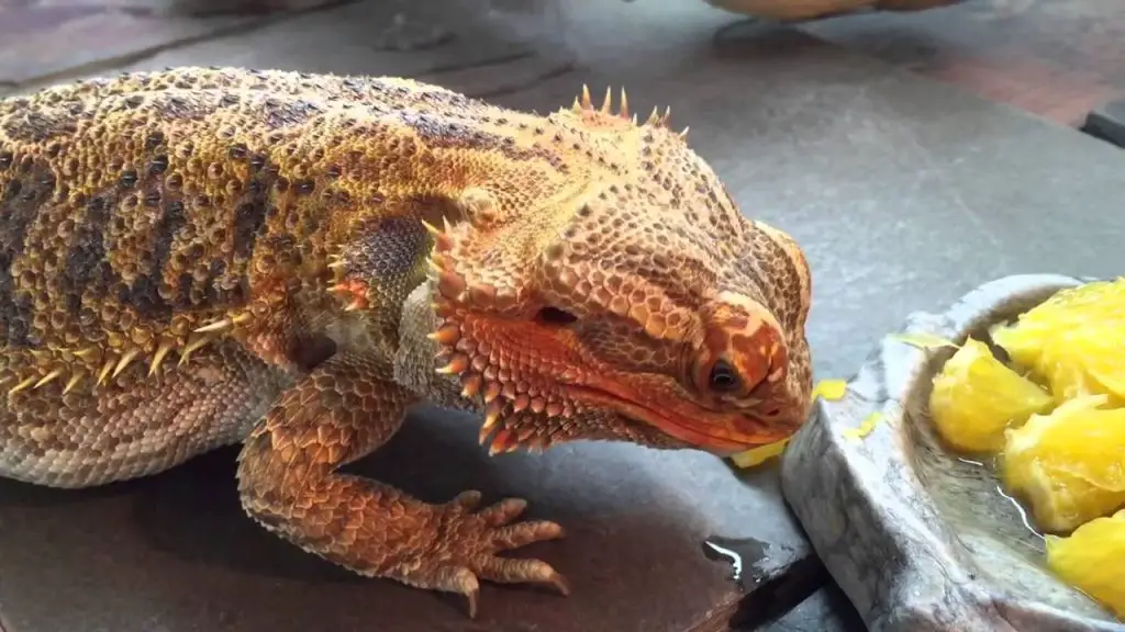 Can Bearded Dragons Eat Oranges?