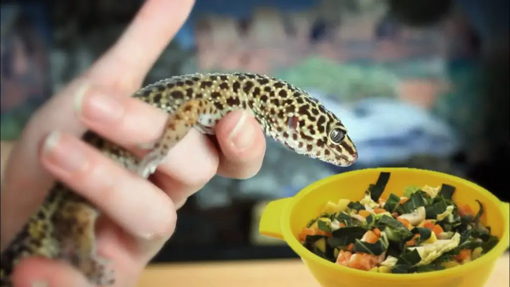 Can Leopard Geckos Eat Fruit?