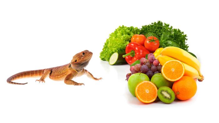 What Fruits Can Bearded Dragons Eat?