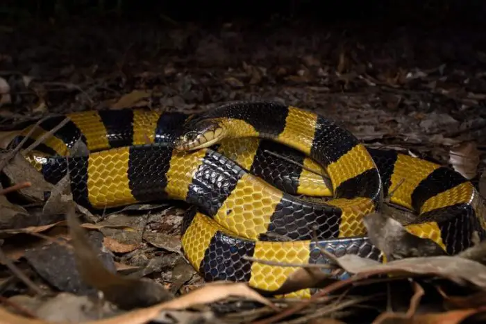 Yellow Snake With Black Spots: Characteristics, Habitat, And Diversity