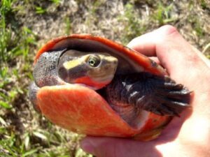 Exploring The Pink Belly Side-Neck Turtle