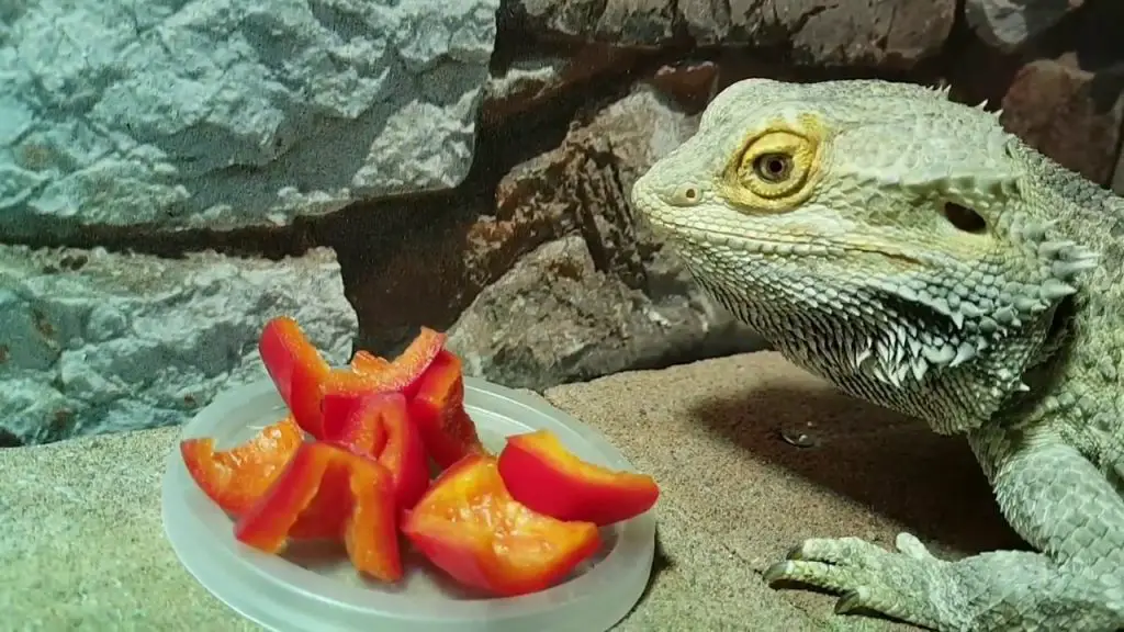 Can Bearded Dragons Eat Bell Peppers: A Nutritional Guide