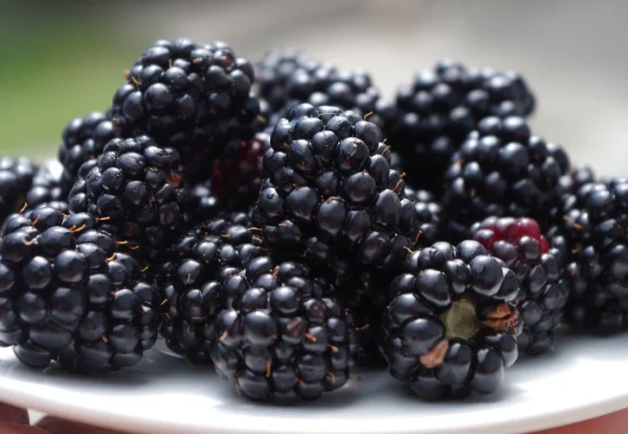 Can Bearded Dragons Eat Blackberries?