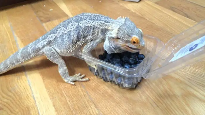 Can Bearded Dragons Eat Blueberries?