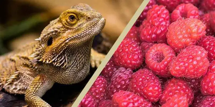 Can Bearded Dragons Eat Raspberries?