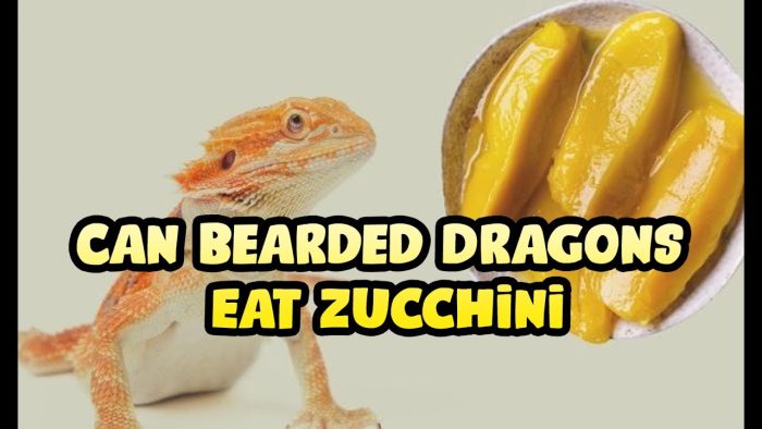 Can Bearded Dragons Eat Zucchini?