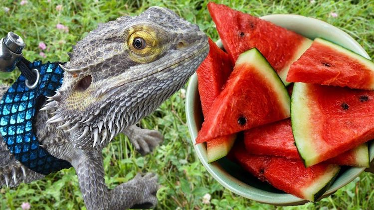 bearded dragon eats watermelon