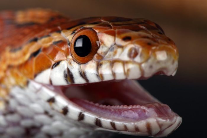 7 Key Insights: Do Corn Snakes Bite?