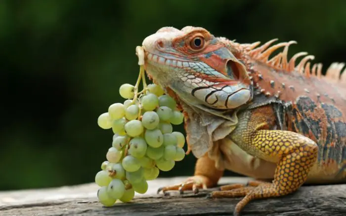 Can Bearded Dragons Eat Grapes?