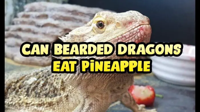 Can Bearded Dragons Eat Pineapple?