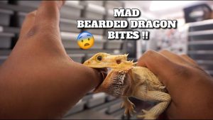 Do Bearded Dragons Bite?